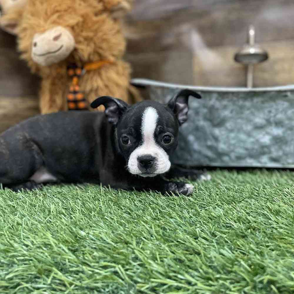 Female Boston Terrier Puppy for Sale in Braintree, MA