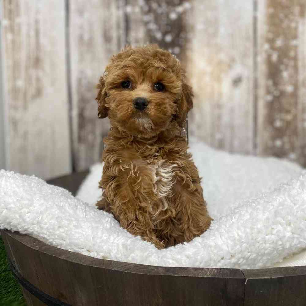 Female Cockapoo Puppy for Sale in Saugus, MA