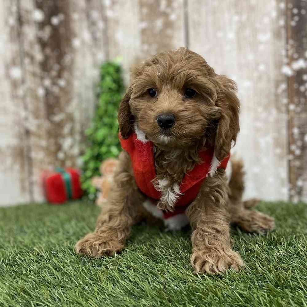 Female Cockapoo Puppy for Sale in Braintree, MA