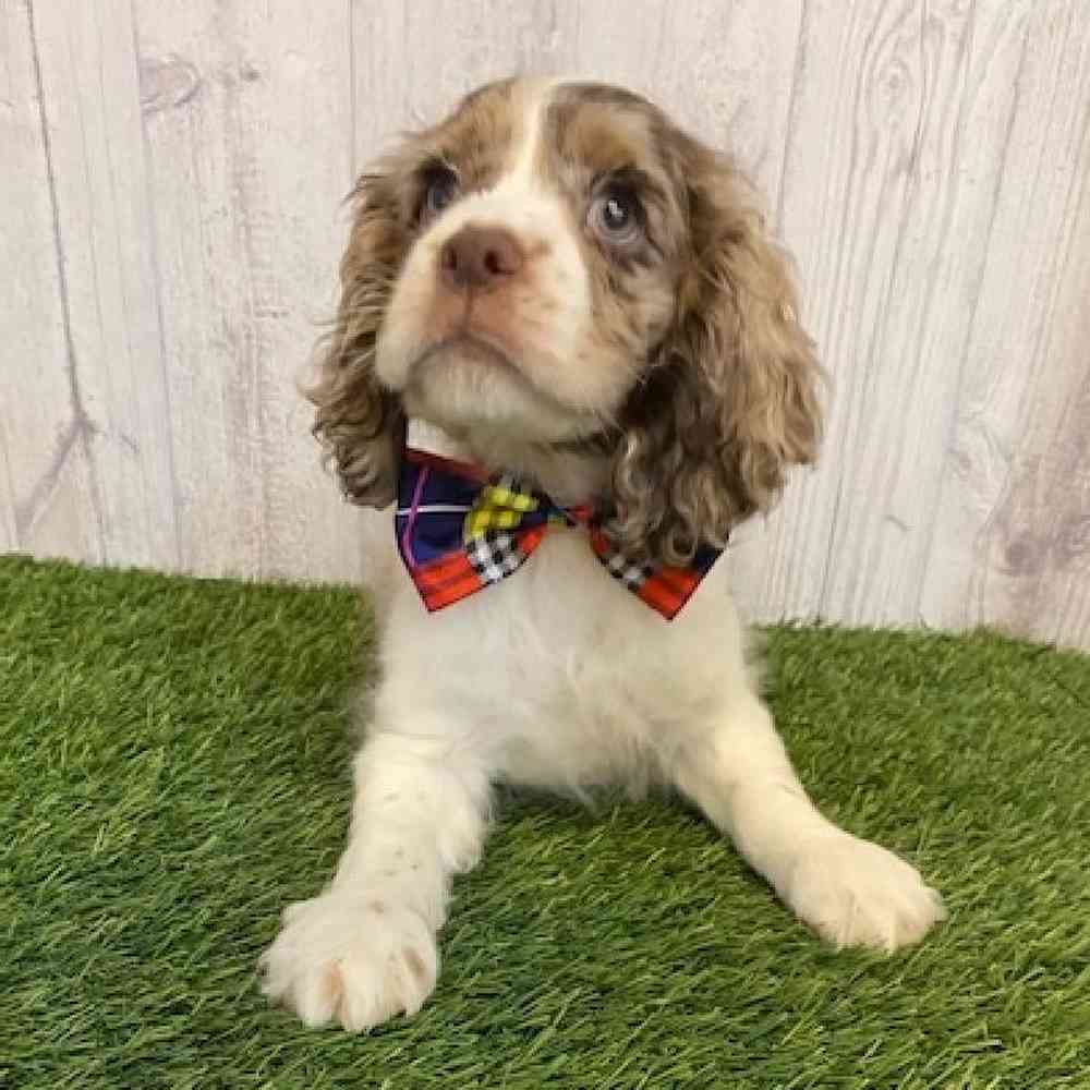 Male Cocker Spaniel Puppy for sale