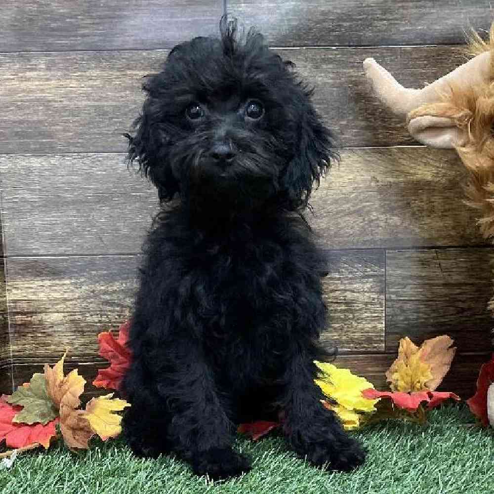 Female Cockapoo 2nd Gen Puppy for Sale in Braintree, MA