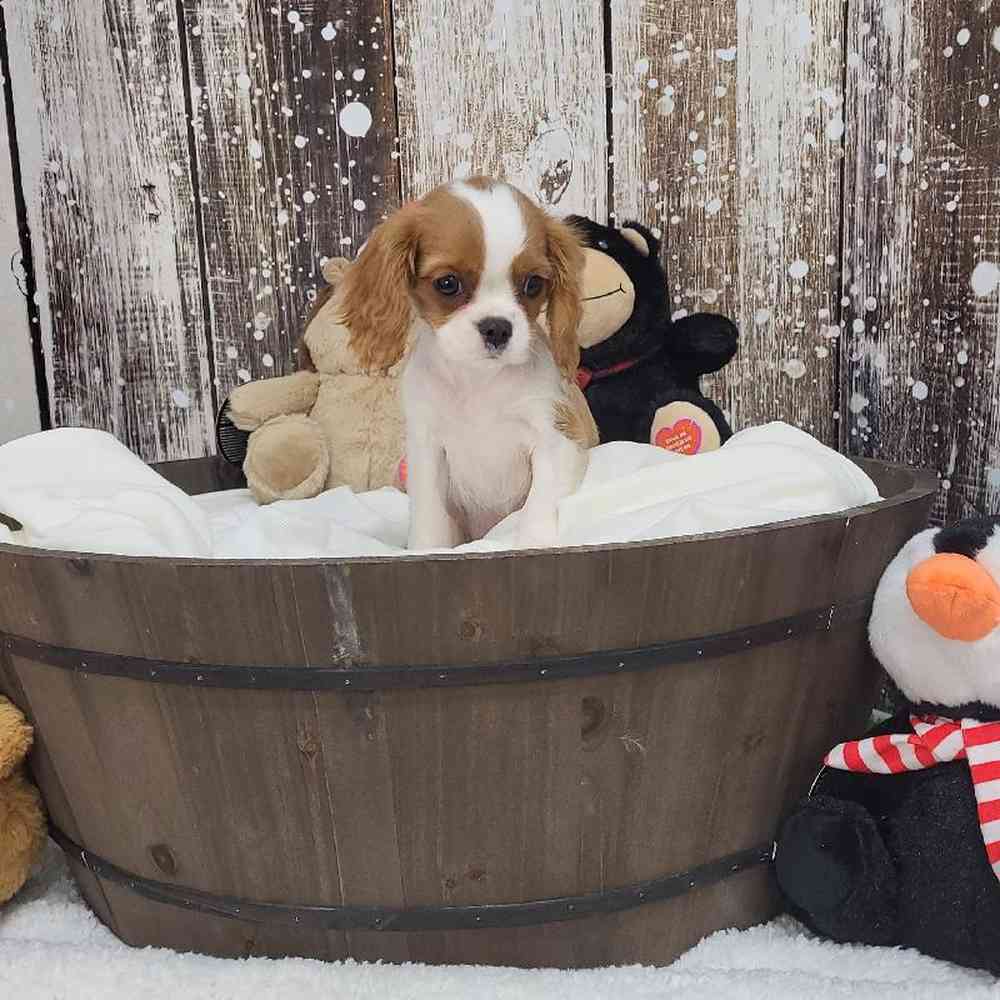 Female Cavalier King Charles Spaniel Puppy for Sale in Saugus, MA