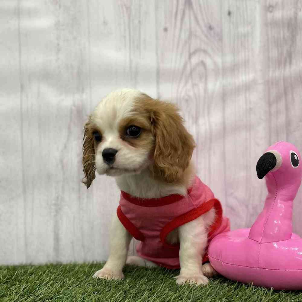 Female Cavalier King Charles Spaniel Puppy for Sale in Braintree, MA