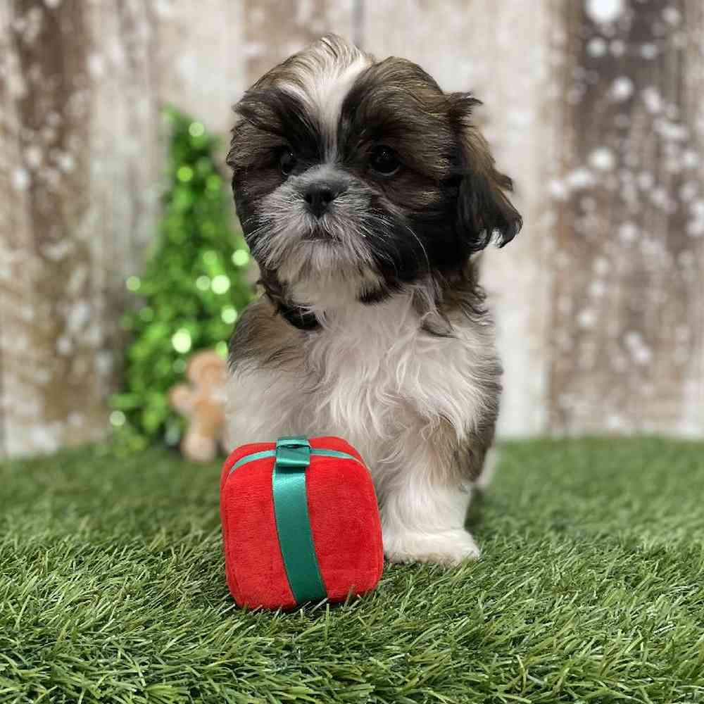 Male Shih Tzu Puppy for Sale in Braintree, MA
