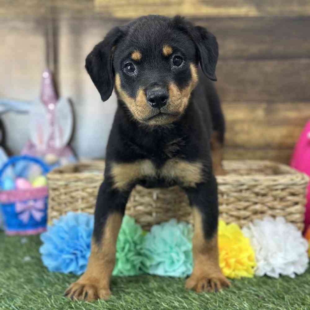 Female Rottweiler Puppy for Sale in Saugus, MA