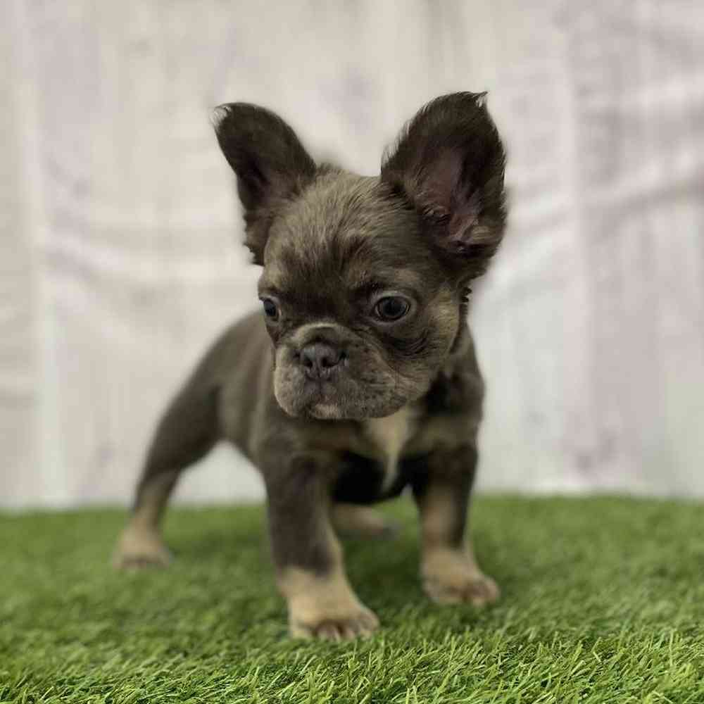 Female French Bulldog Puppy for Sale in Braintree, MA