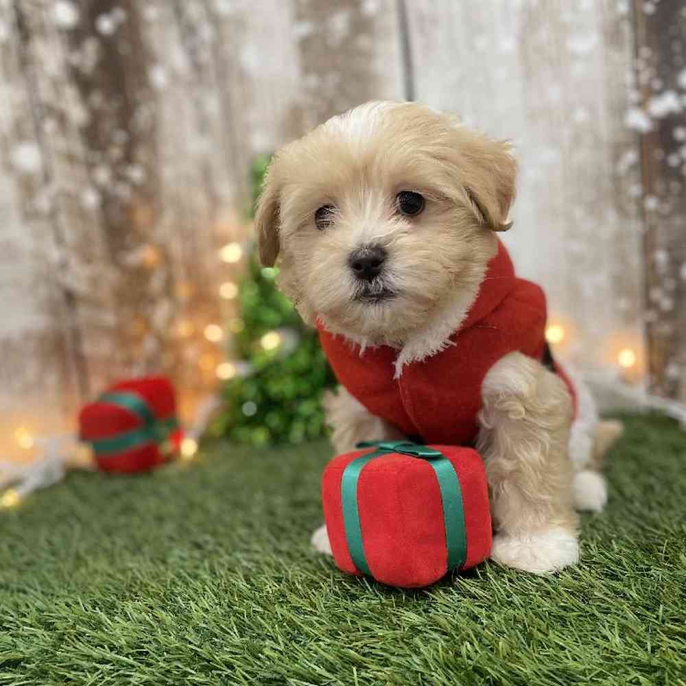 Male Malti-Poo Puppy for Sale in Braintree, MA