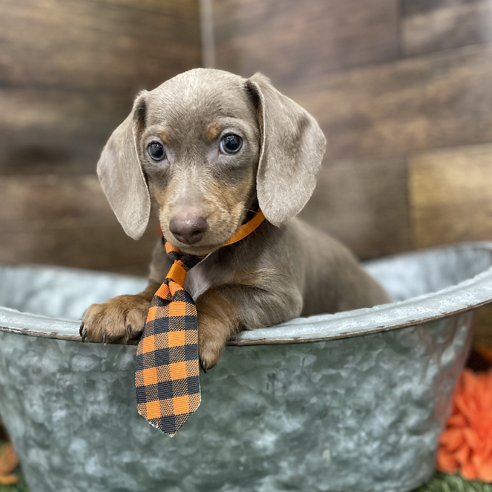Male Dachshund Puppy for Sale in Braintree, MA
