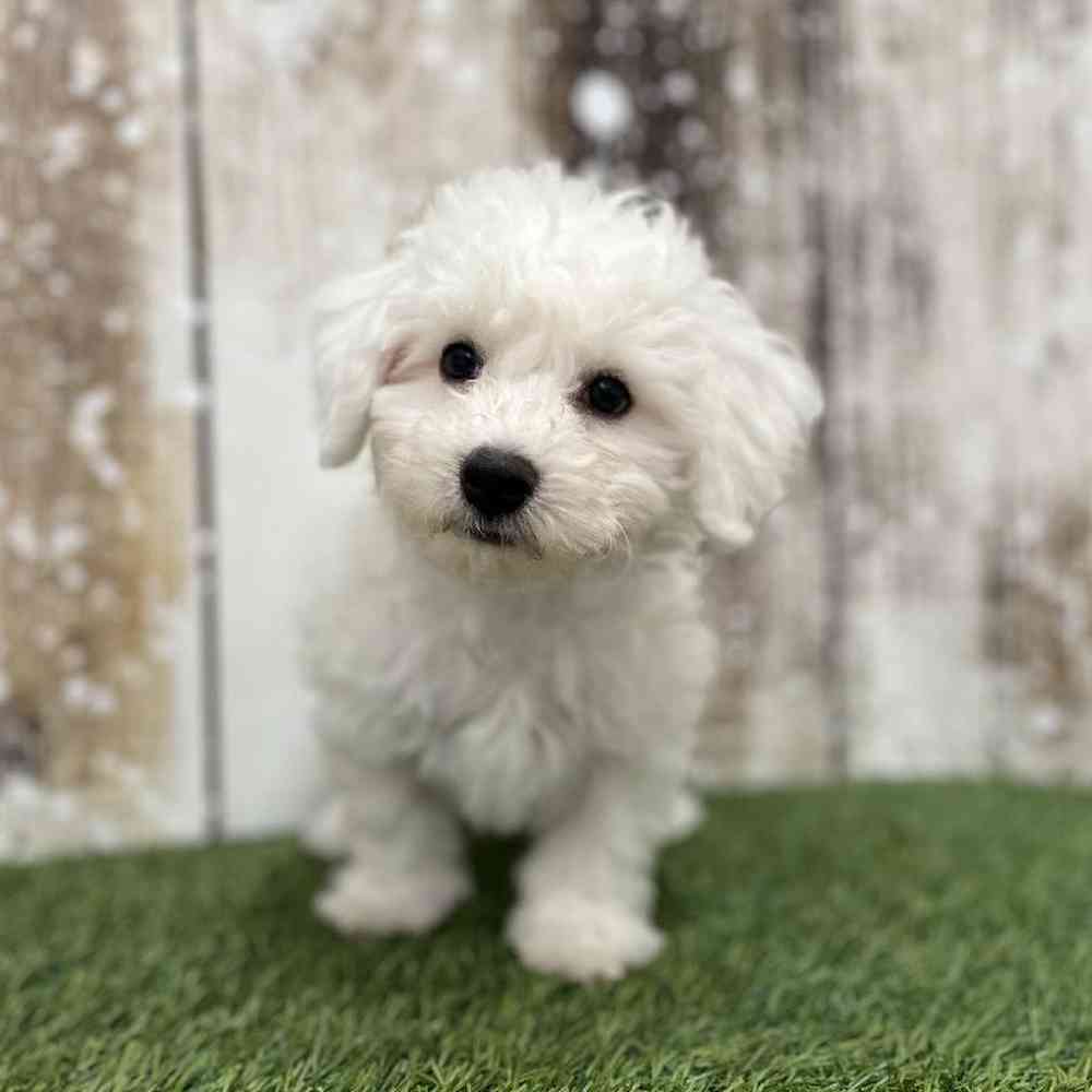 Male Bichon Frise Puppy for Sale in Braintree, MA