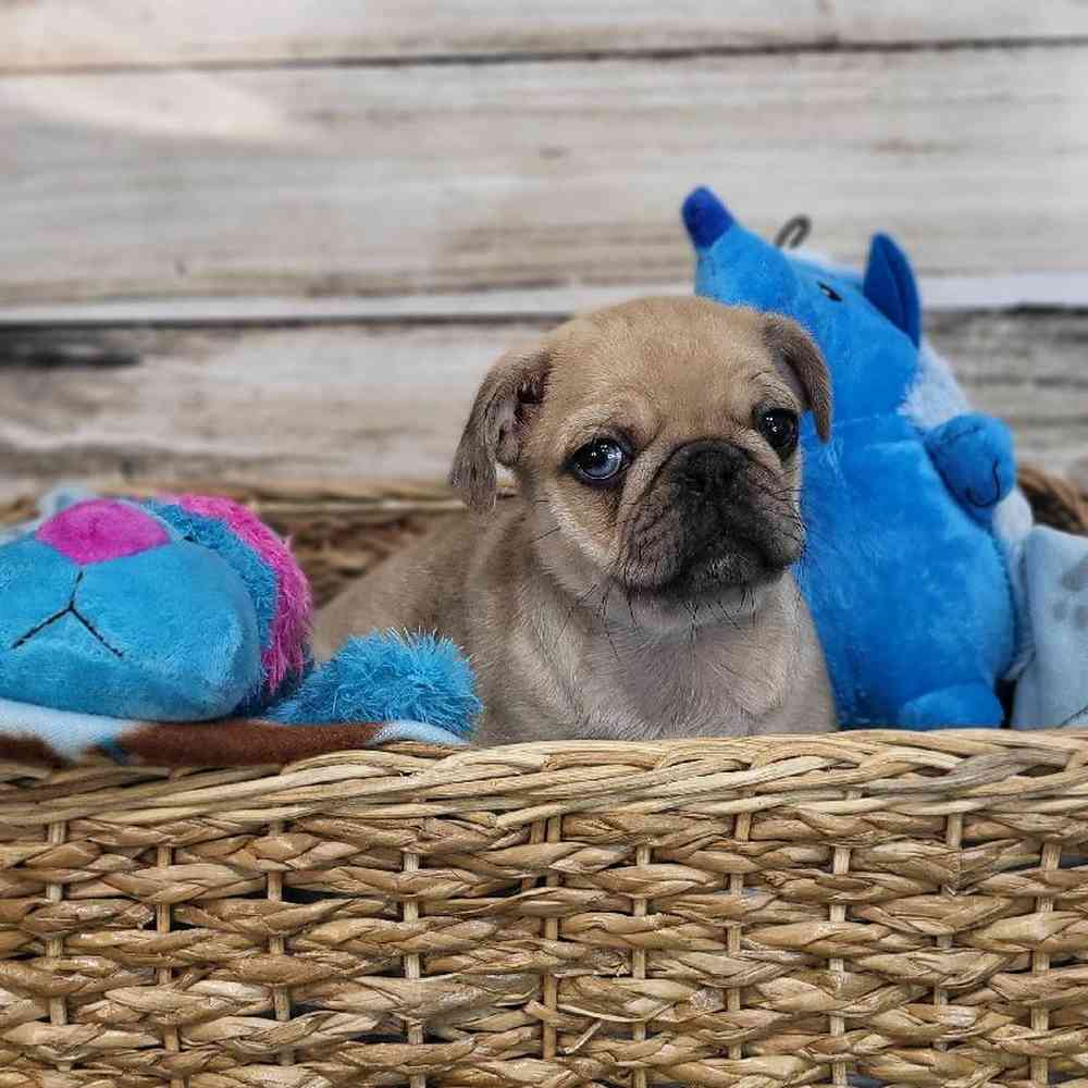 Male Pug Puppy for Sale in Saugus, MA