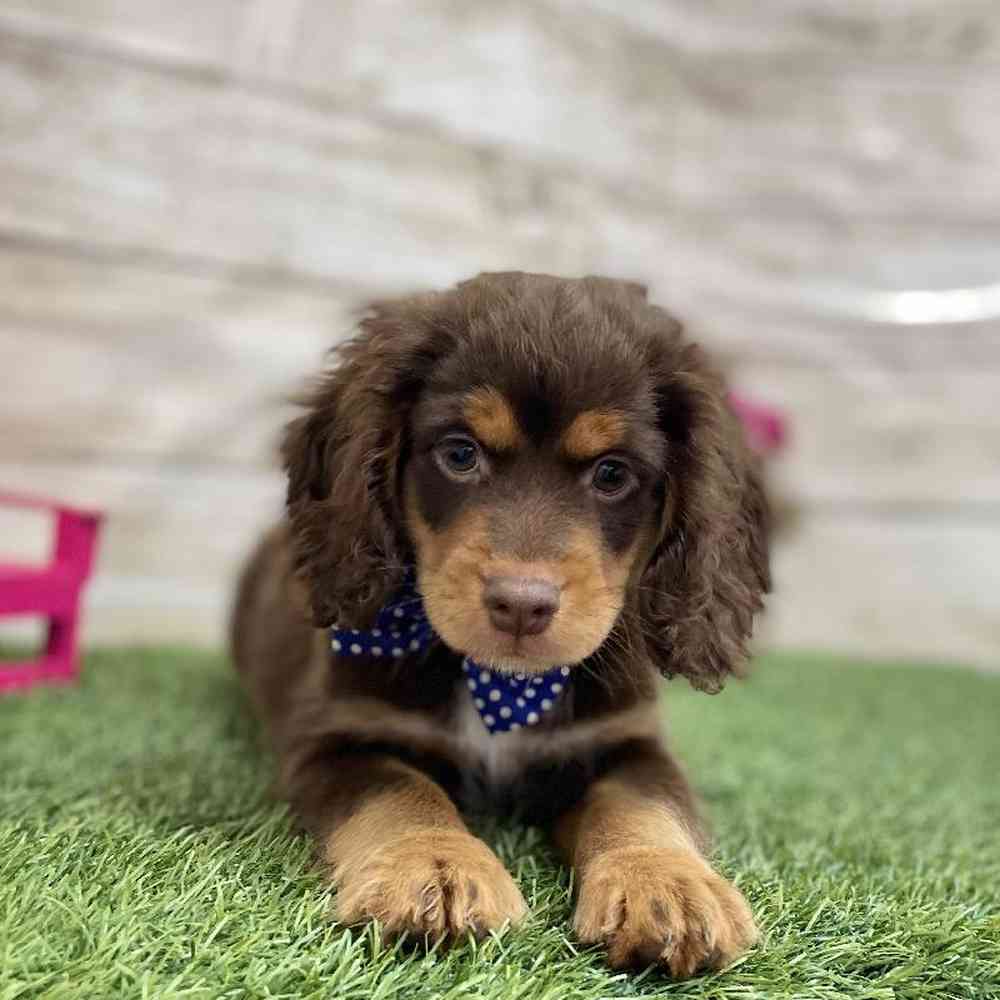 Male Cotralian (Mini Aussie/Cocker Spaniel) Puppy for Sale in Braintree, MA