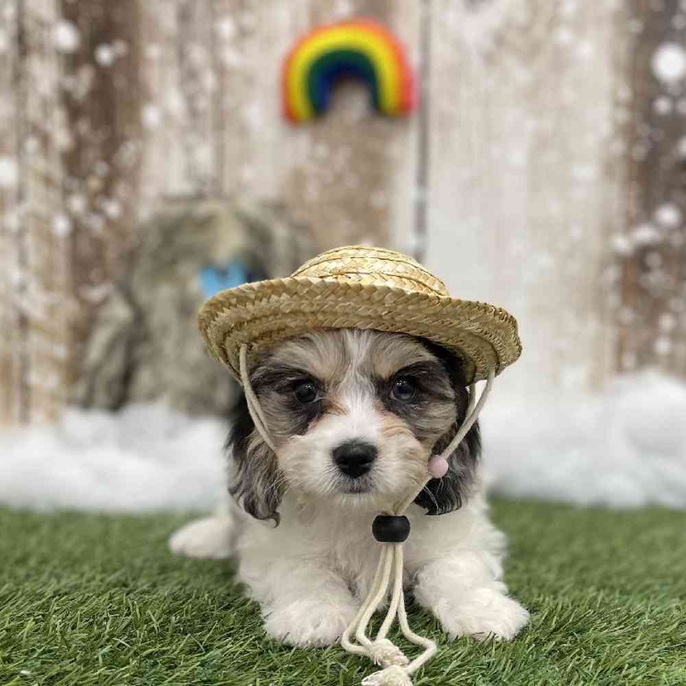 Female Cavachon Puppy for Sale in Braintree, MA