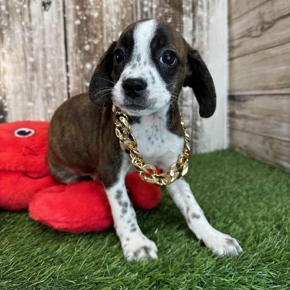 Male Boglen Terrier Puppy for Sale in Saugus, MA