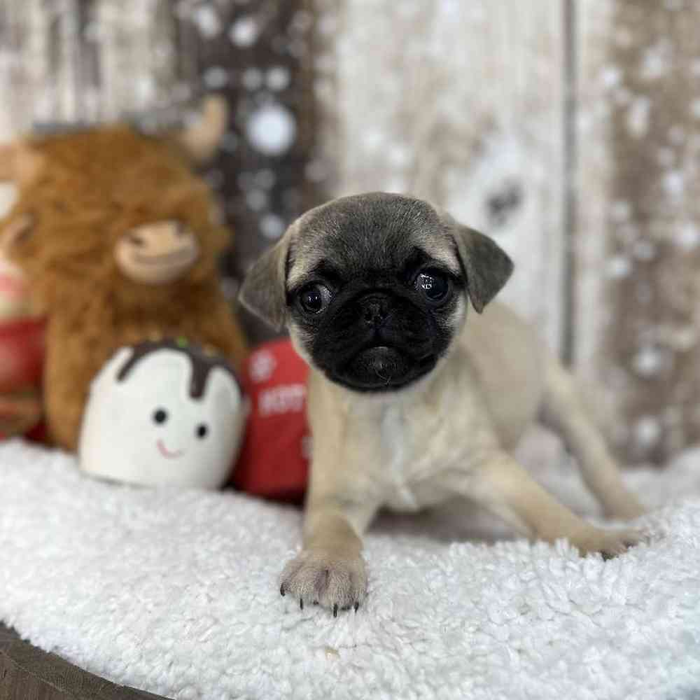 Female Pug Puppy for Sale in Saugus, MA