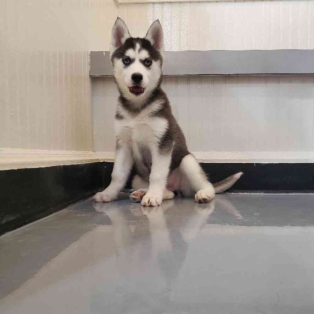 Female Siberian Husky Puppy for sale