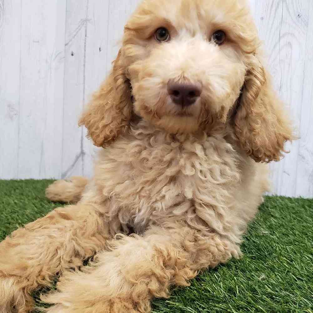 Male Standard Poodle Puppy for sale