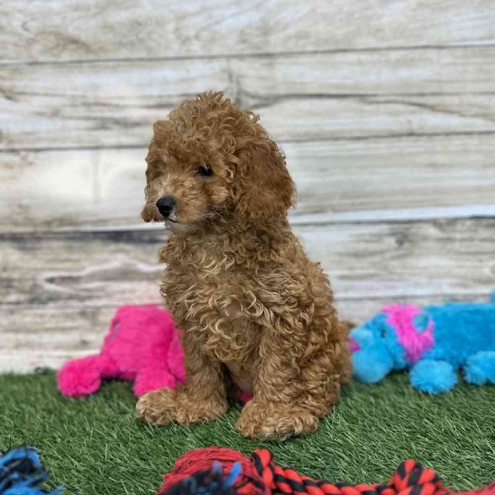 Female Mini Labradoodle 2nd Gen Puppy for Sale in Saugus, MA