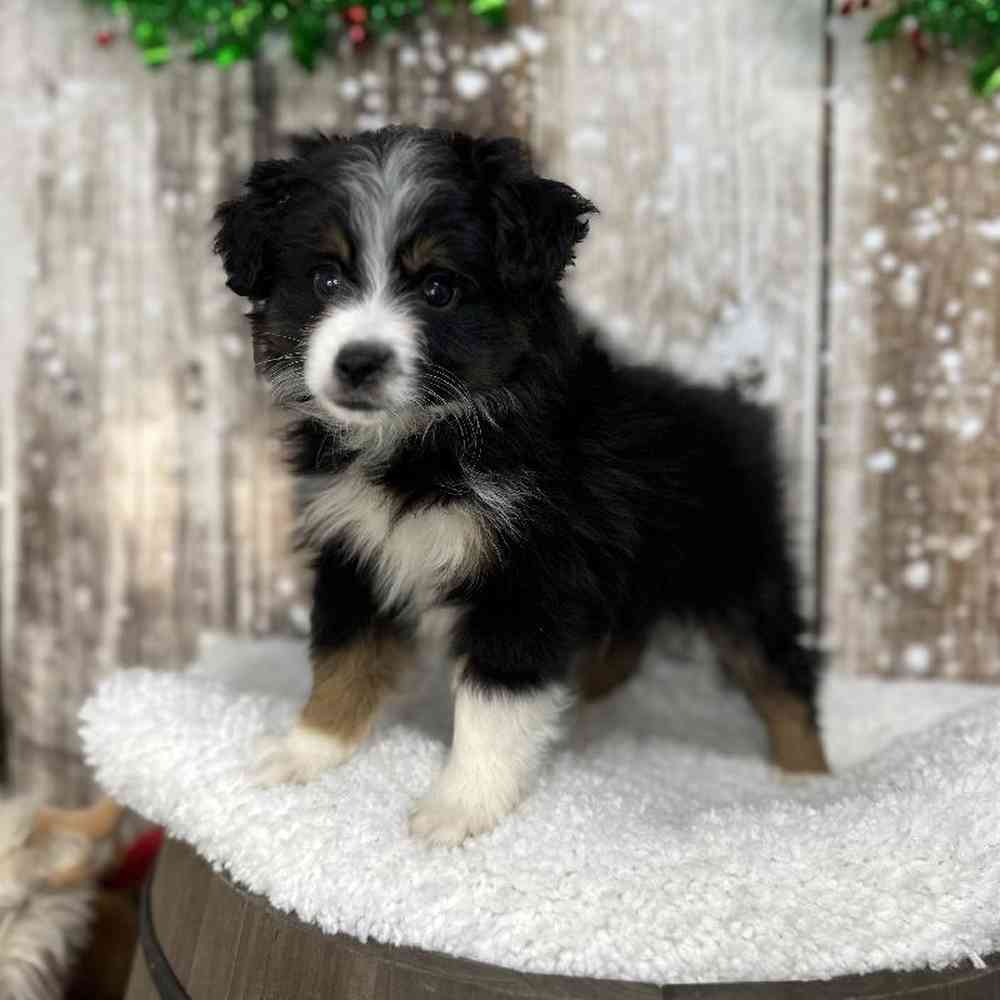 Male Miniature Australian Shepherd Puppy for Sale in Saugus, MA