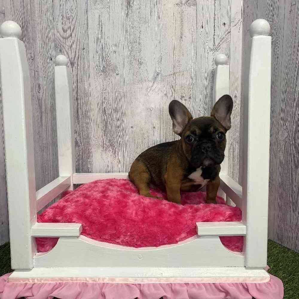 Female French Bulldog Puppy for Sale in Saugus, MA