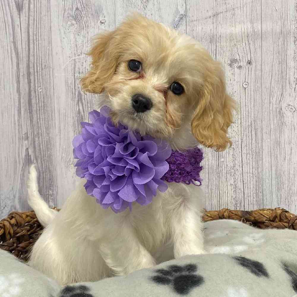Female Cavachon Puppy for Sale in Saugus, MA