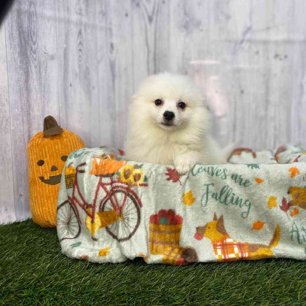 Female American Eskimo Puppy for Sale in Saugus, MA