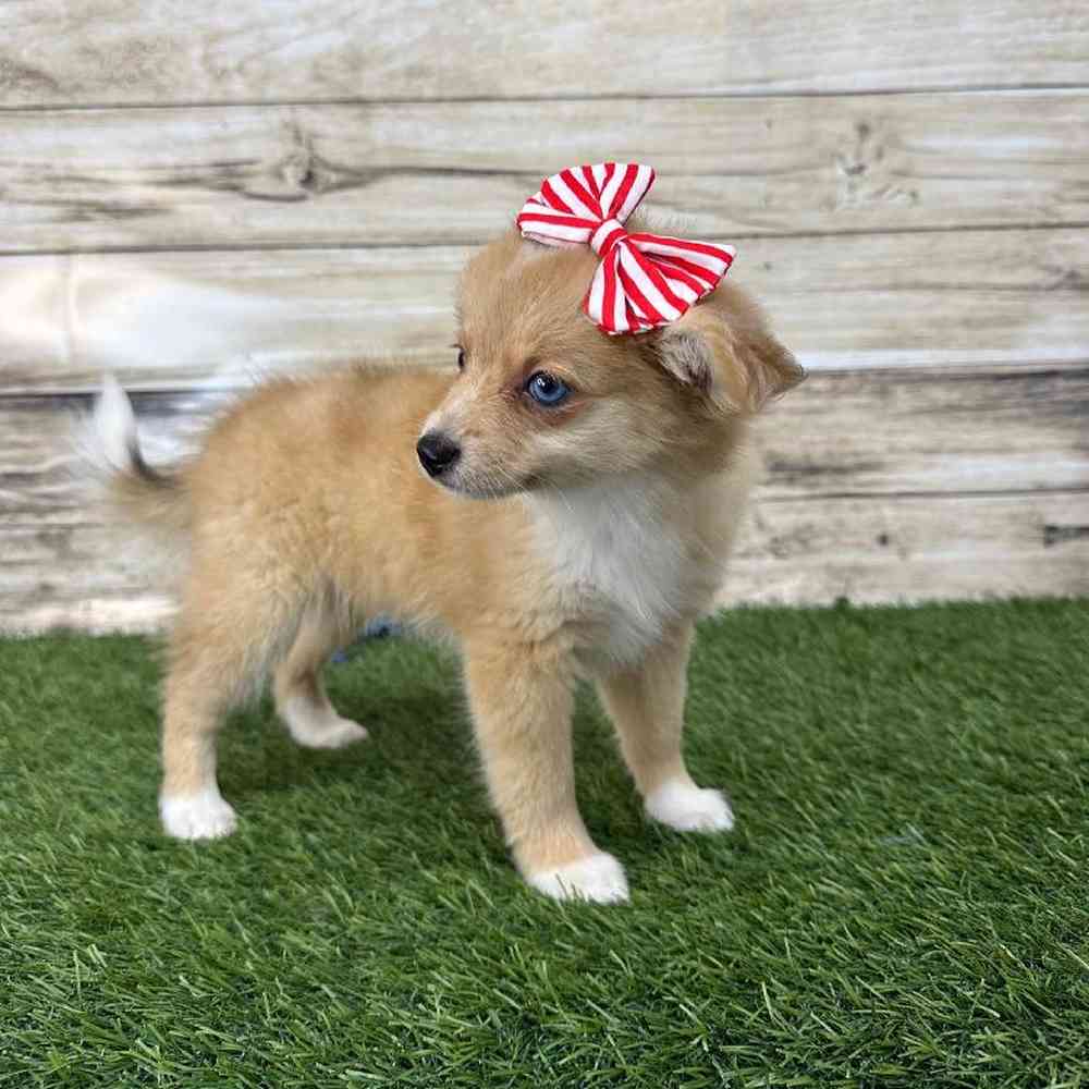 Female Aussie Pom Puppy for Sale in Saugus, MA
