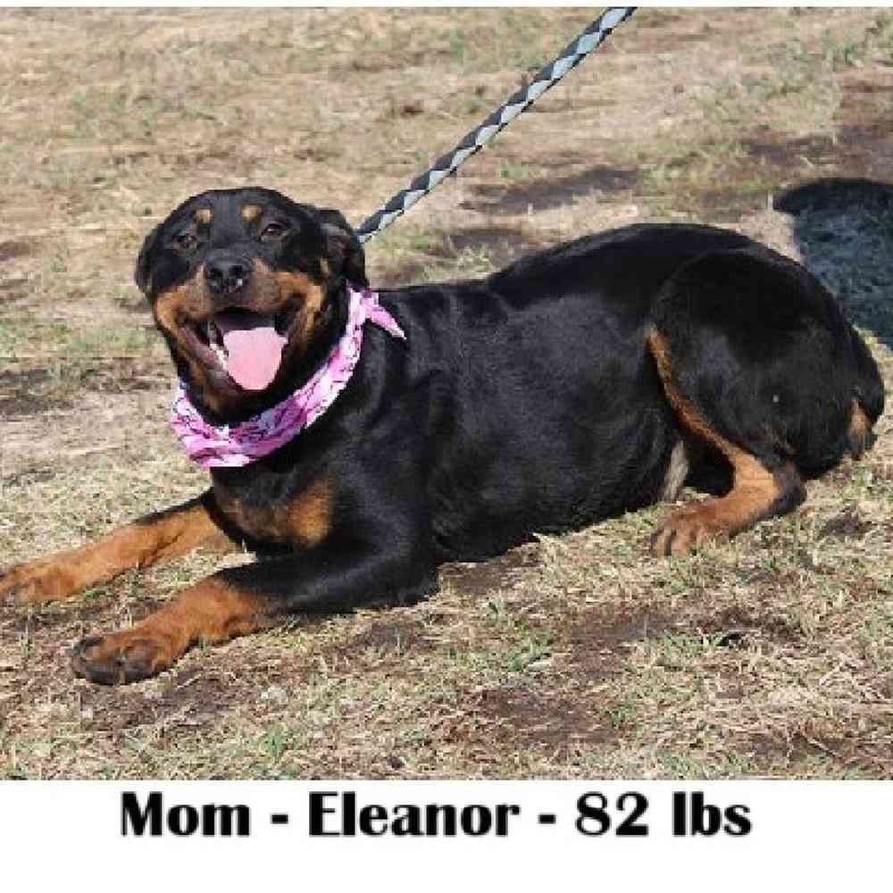 Female Rottweiler Puppy for Sale in Saugus, MA