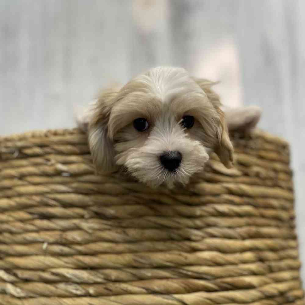 Female Cavamalt Puppy for sale