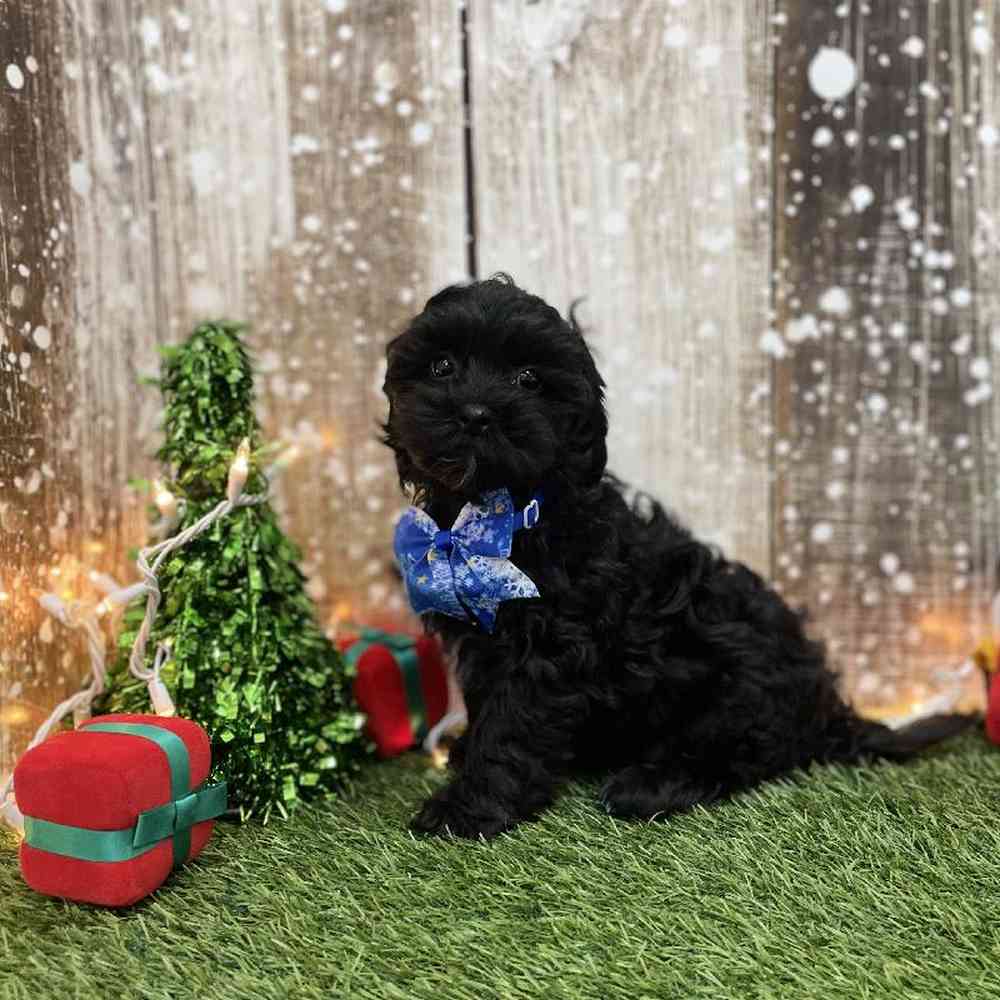 Male Shih-Poo Puppy for Sale in Braintree, MA