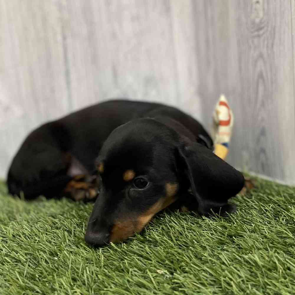 Male Dachshund Puppy for Sale in Braintree, MA