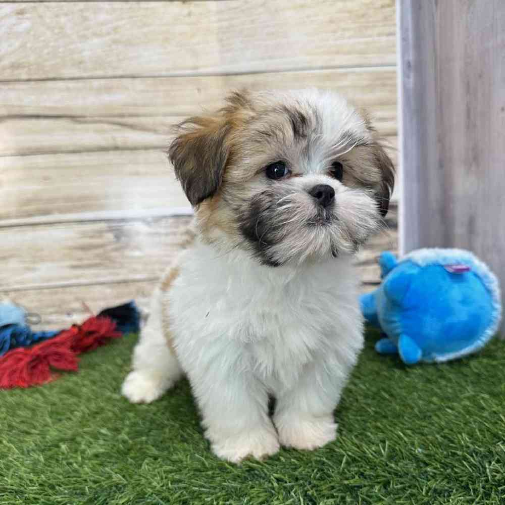 Male Malshi Puppy for Sale in Saugus, MA