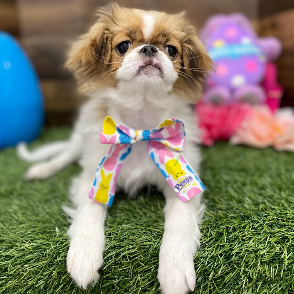 Female Japanese Chin Puppy for Sale in Braintree, MA
