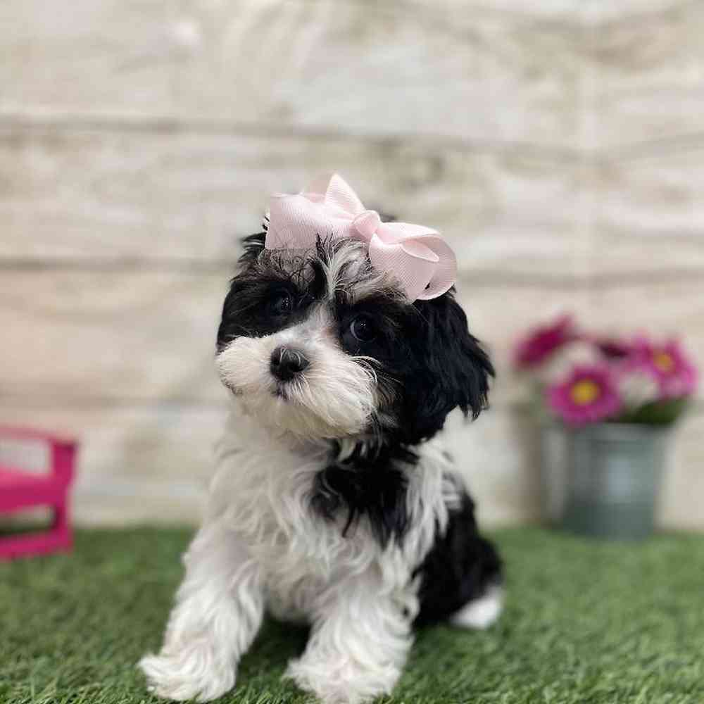 Female Havamalt Puppy for Sale in Braintree, MA