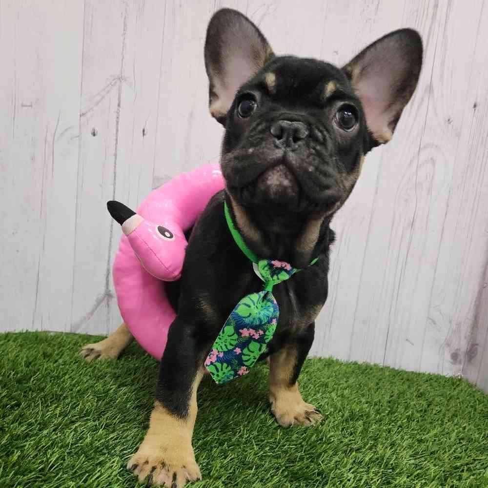 Male French Bulldog Puppy for Sale in Braintree, MA