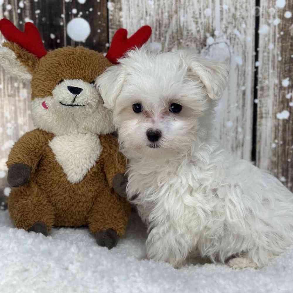 Female Maltese Puppy for Sale in Saugus, MA