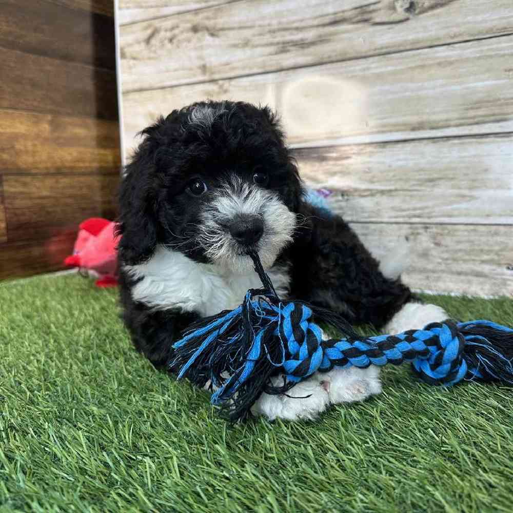 Female Mini Sheepadoodle 2nd Gen Puppy for Sale in Saugus, MA