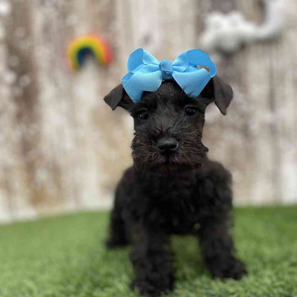 Female Miniature Schnauzer Puppy for Sale in Braintree, MA