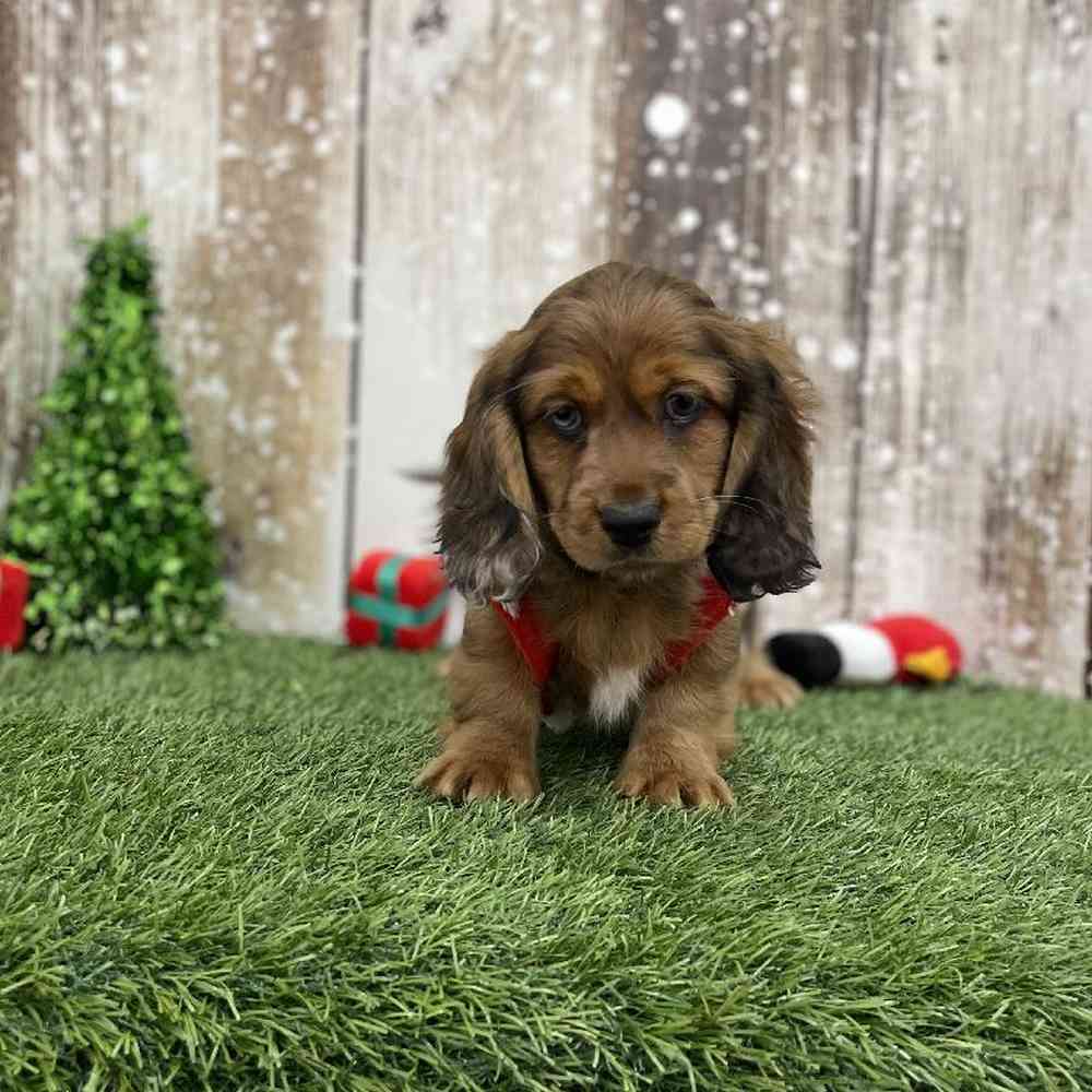 Male Docker Puppy for Sale in Braintree, MA