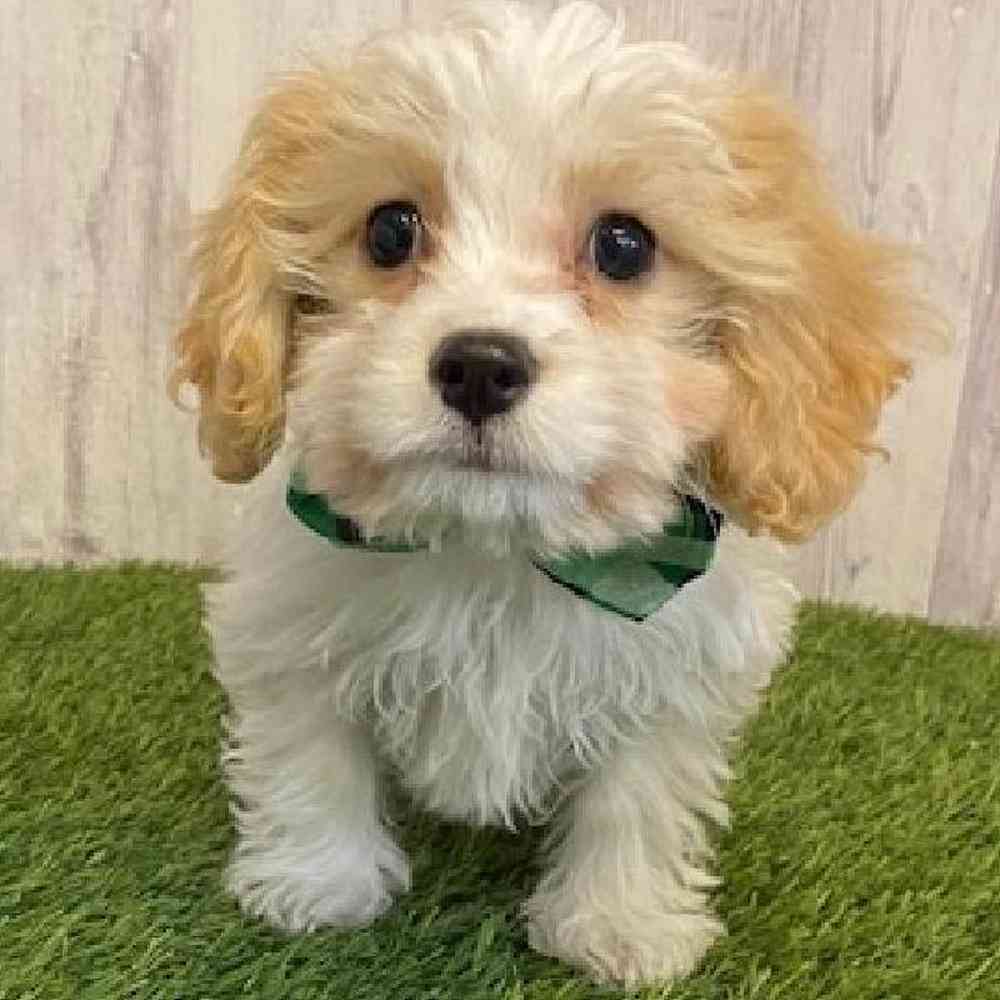Male Cavachon Puppy for Sale in Saugus, MA