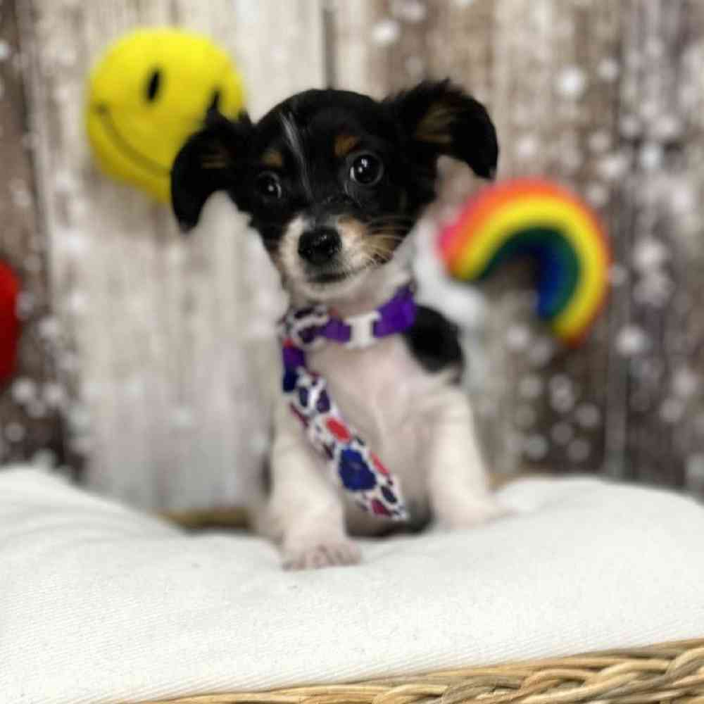 Male Chiweenie Puppy for Sale in Saugus, MA