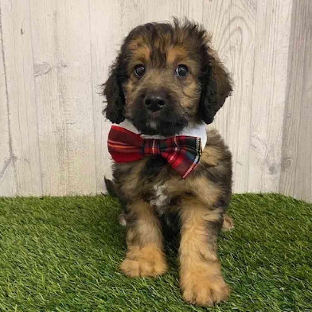 Male Mini Goldendoodle 2nd Gen Puppy for sale