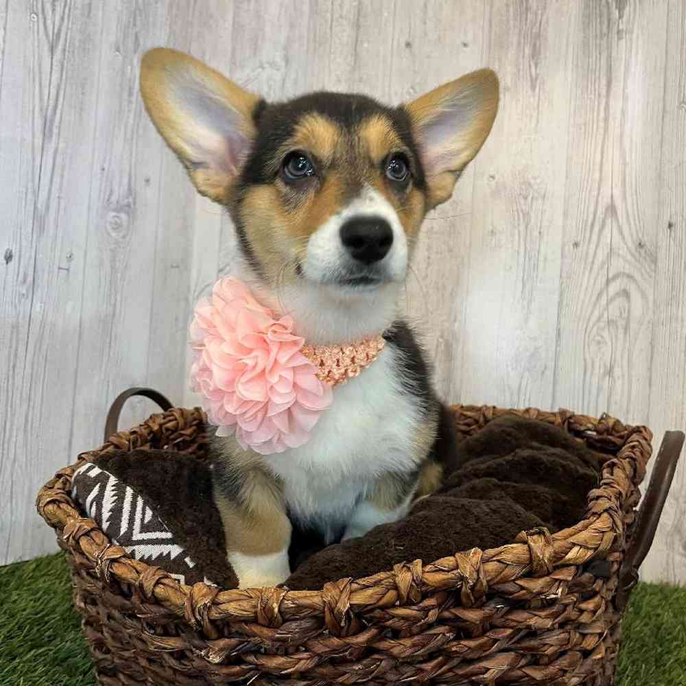 Female Pembroke Welsh Corgi Puppy for Sale in Saugus, MA