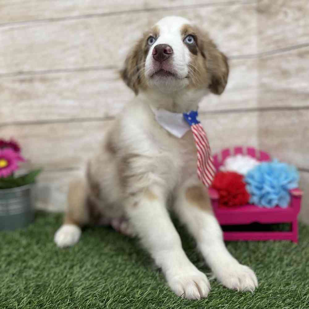 Male Miniature Australian Shepherd Puppy for Sale in Braintree, MA