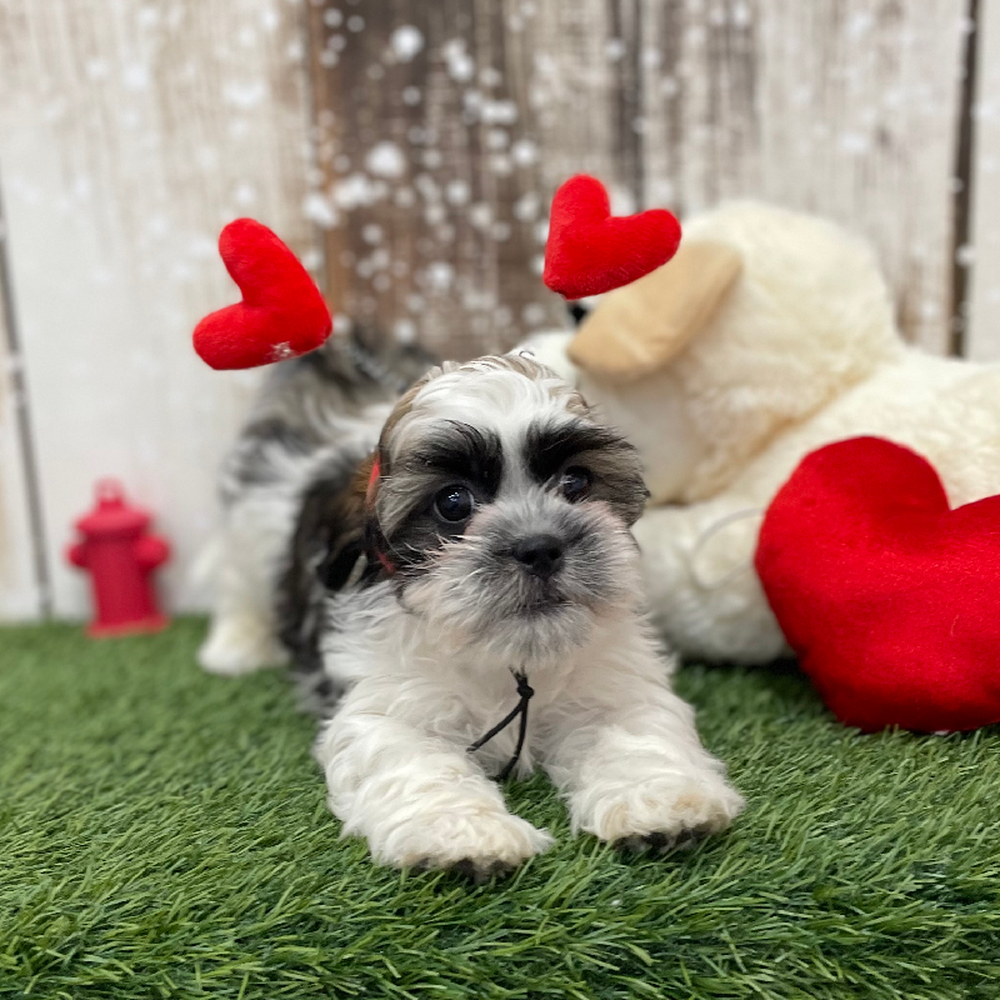 Male Teddy Bear (Zuchon) 2nd Gen Puppy for Sale in Braintree, MA