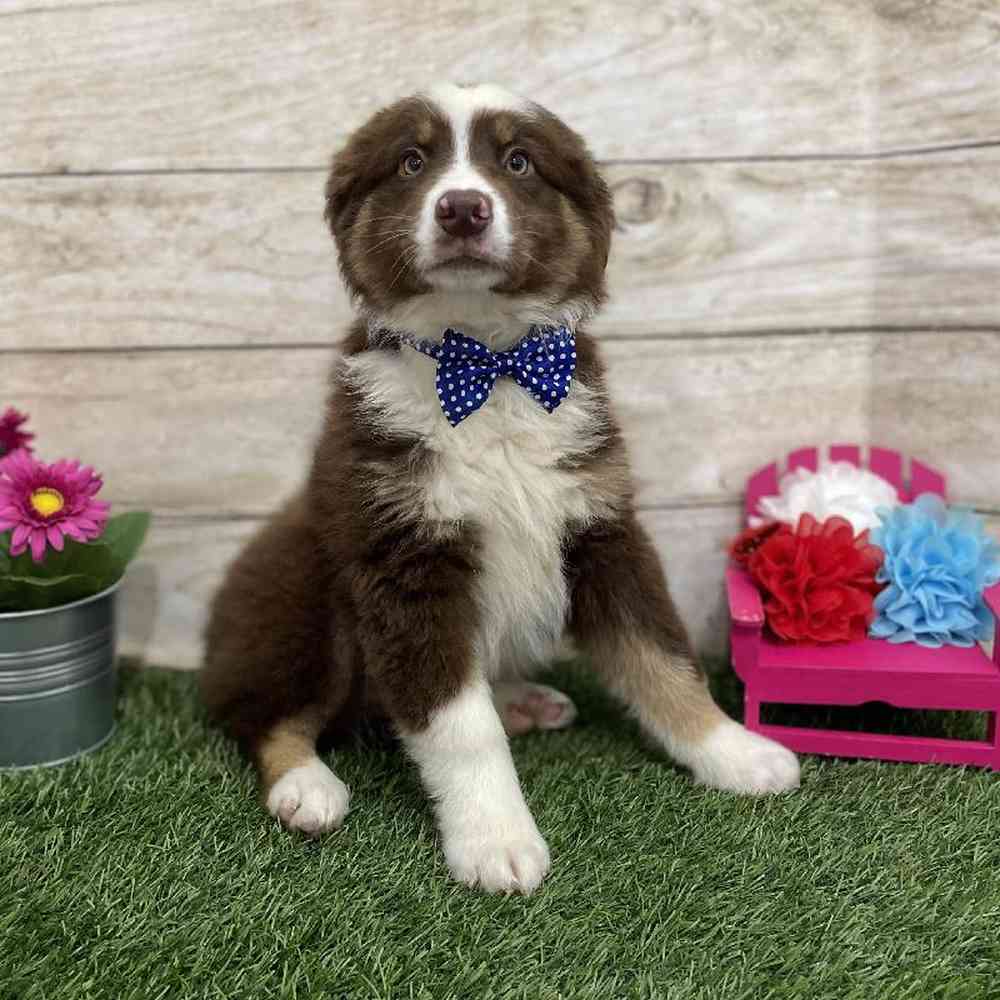Male Miniature Australian Shepherd Puppy for Sale in Braintree, MA