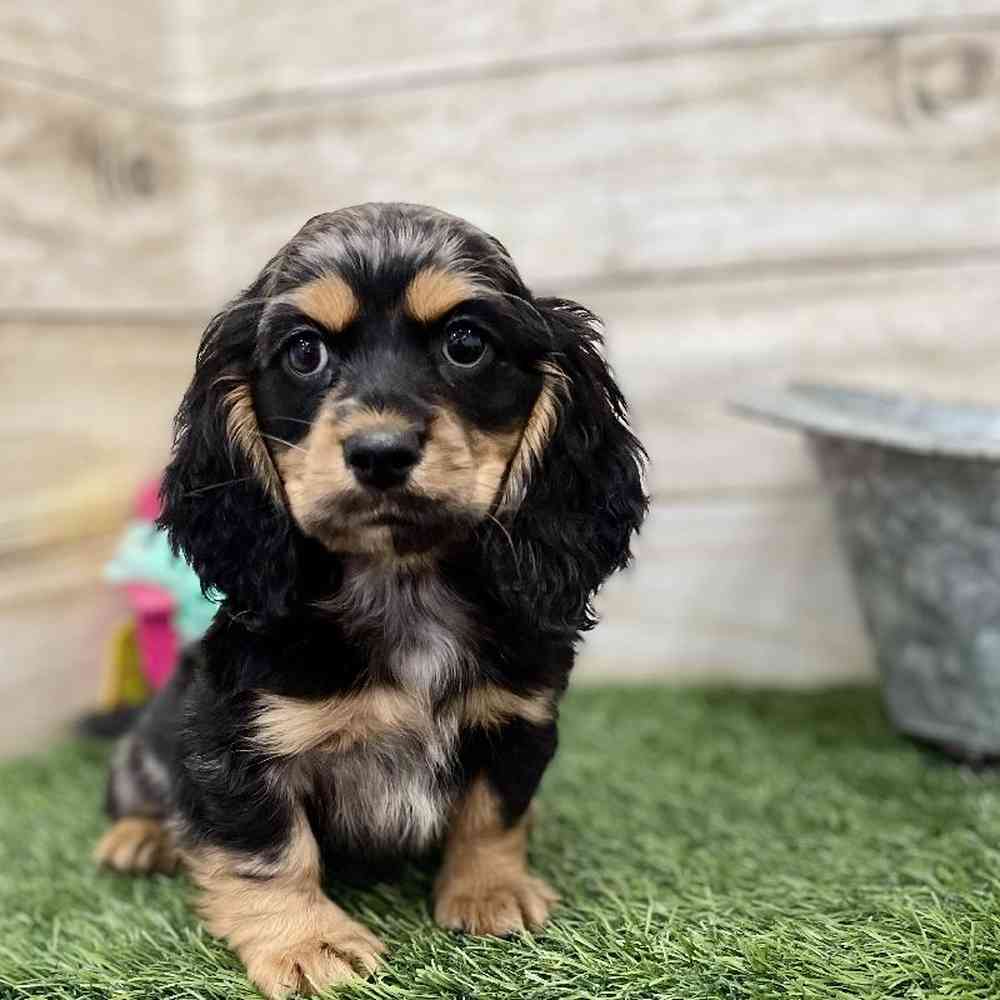 Male Docker Puppy for Sale in Braintree, MA