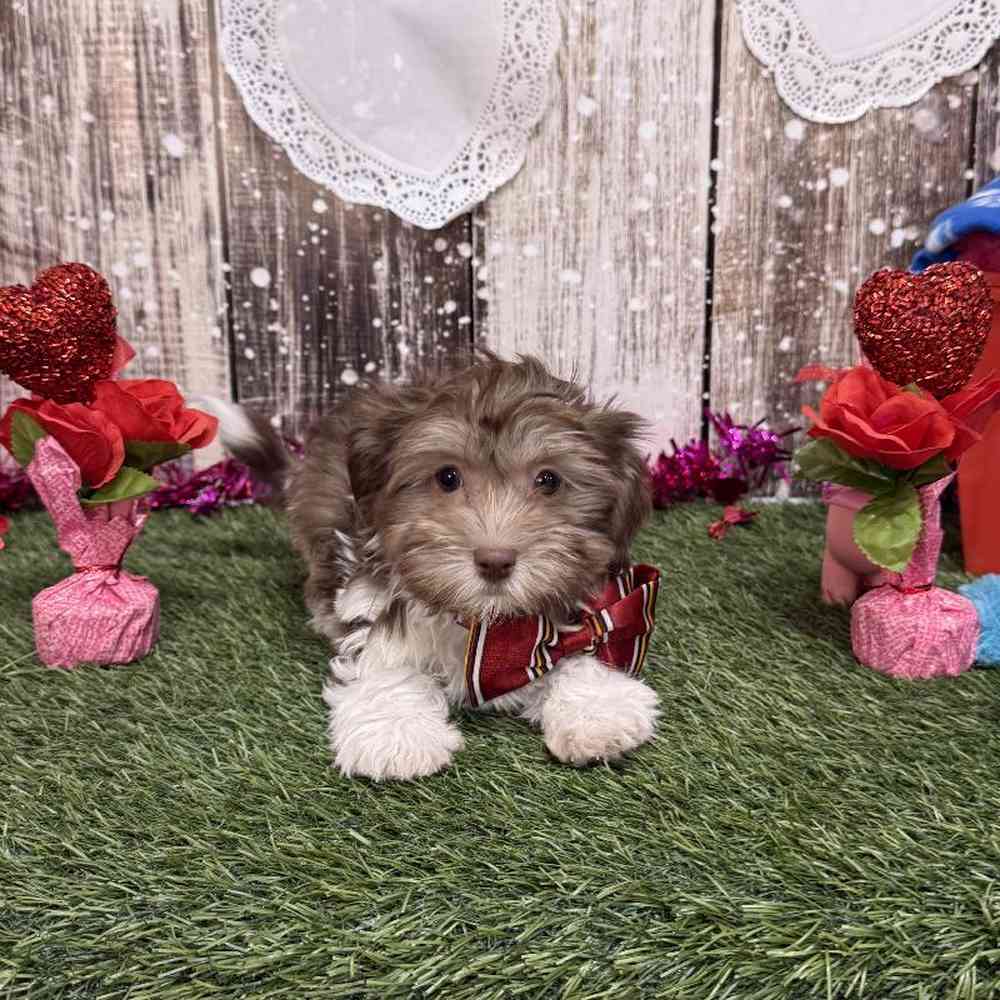 Male Havanese Puppy for Sale in Saugus, MA