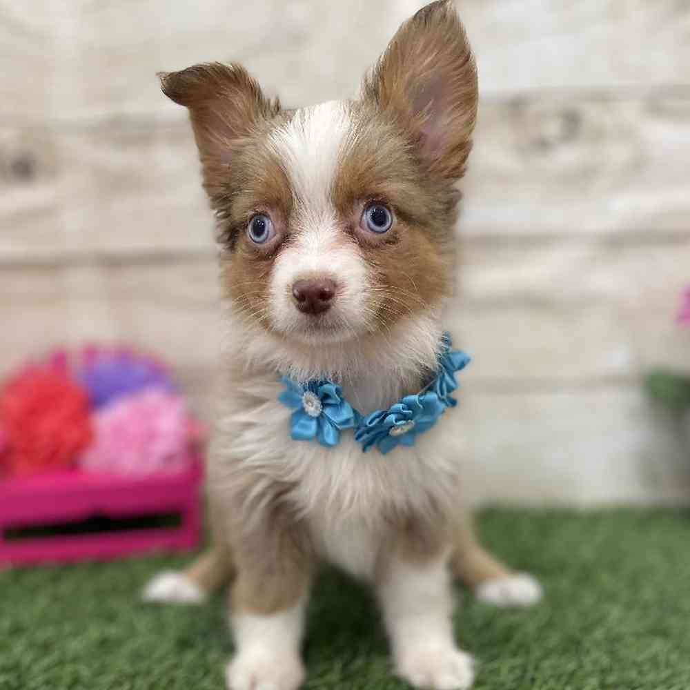 Female Toy Australian Shepherd Puppy for Sale in Braintree, MA
