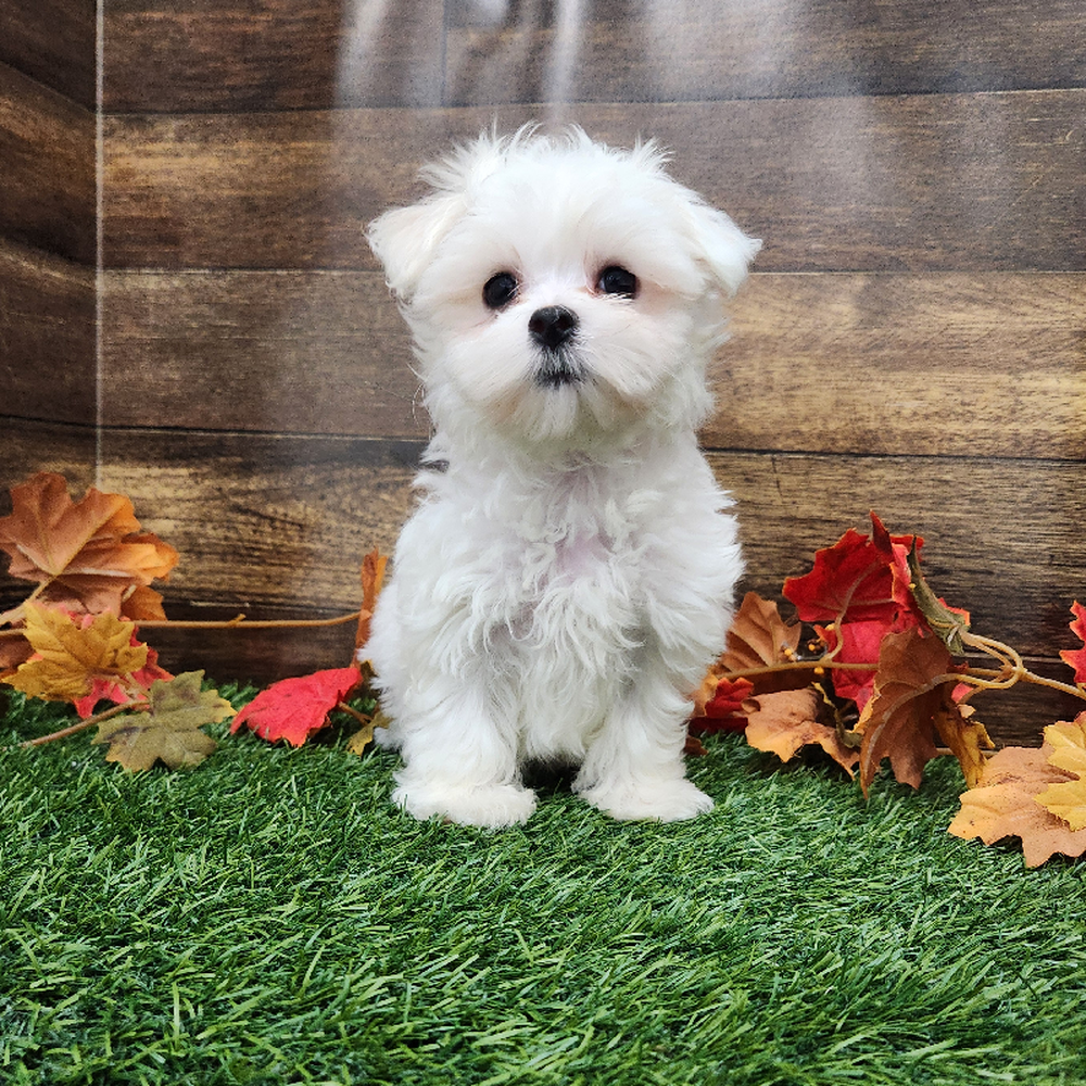 Male Maltese Puppy for Sale in Braintree, MA