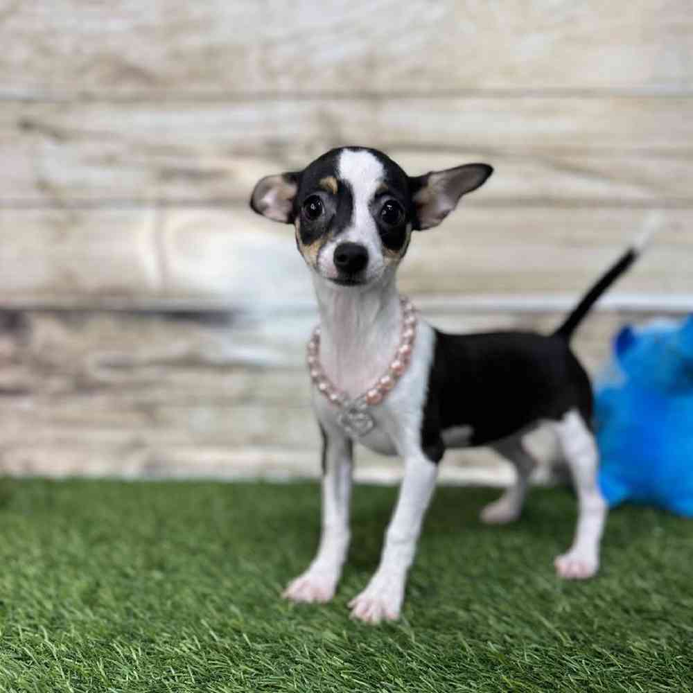 Female Chihuahua Puppy for Sale in Saugus, MA